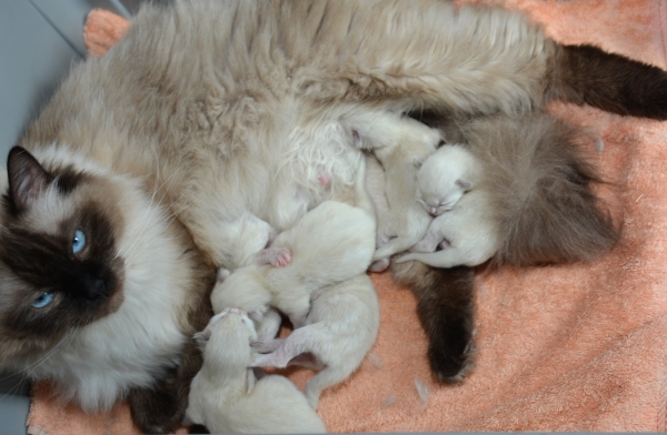 Walking After Midnight kittens 2 days old